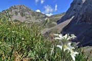 35 Stelle alpine (Leontopodium alpinum) per il Mandrone e la Corna Piana dal Passo di Gabbia (2050 m) 